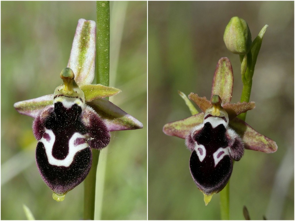 Ophrys tardive e altre orchidee in Epiro - Grecia settentrionale  22_30 maggio 2024.